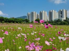 충주시 '가을이 한들한들’시민의 숲으로 코스모스 구경하러 오세요! 기사 이미지