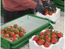 새콤달콤 양구 딸기 본격 출하 기사 이미지