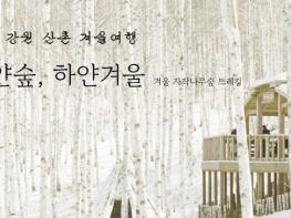 인제 자작나무숲에서 즐기는 겨울 힐링 여행 기사 이미지