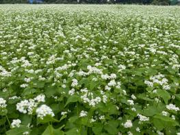 제주도 농업기술원, ‘양절’메밀 채종단지 참여단체 모집 기사 이미지