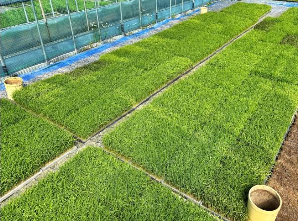 충북농기원, 벼농사 첫걸음 '볍씨 소독' 당부