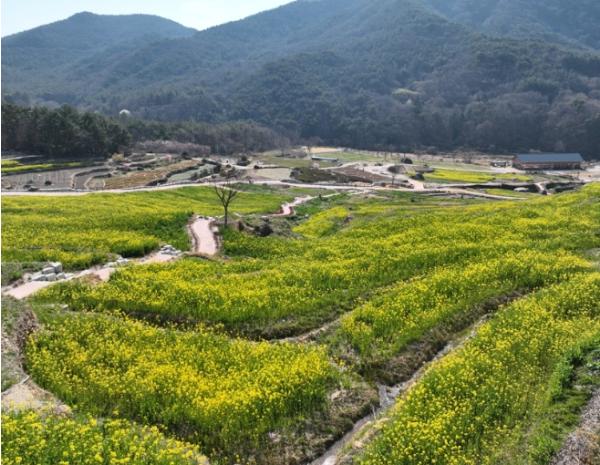 남해군 ‘파라다랑스’ 유채꽃 개화…주말 방문객 2천 명 