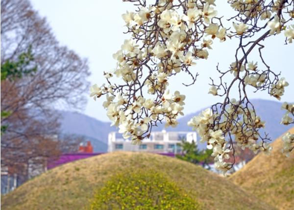 [특집]벚꽃보다 먼저 만나는 경주의 봄…목련 명소 따라 산책길