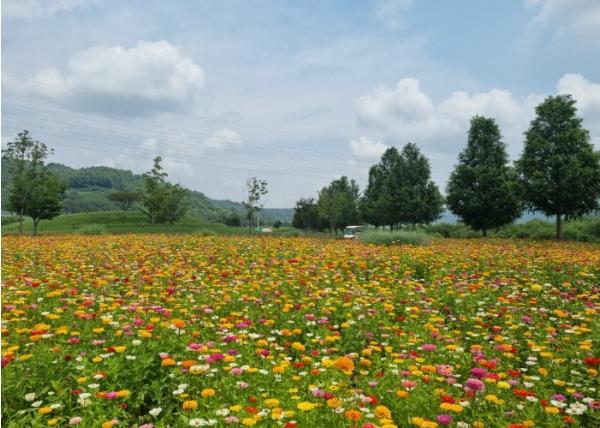 합천군 신소양체육공원, 형형색색 백일홍 활짝 